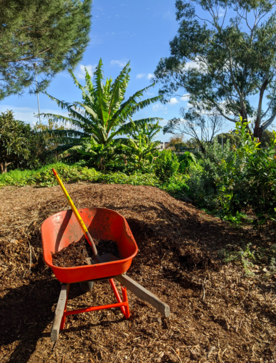 Dunstan Reserve Food Forest Survey