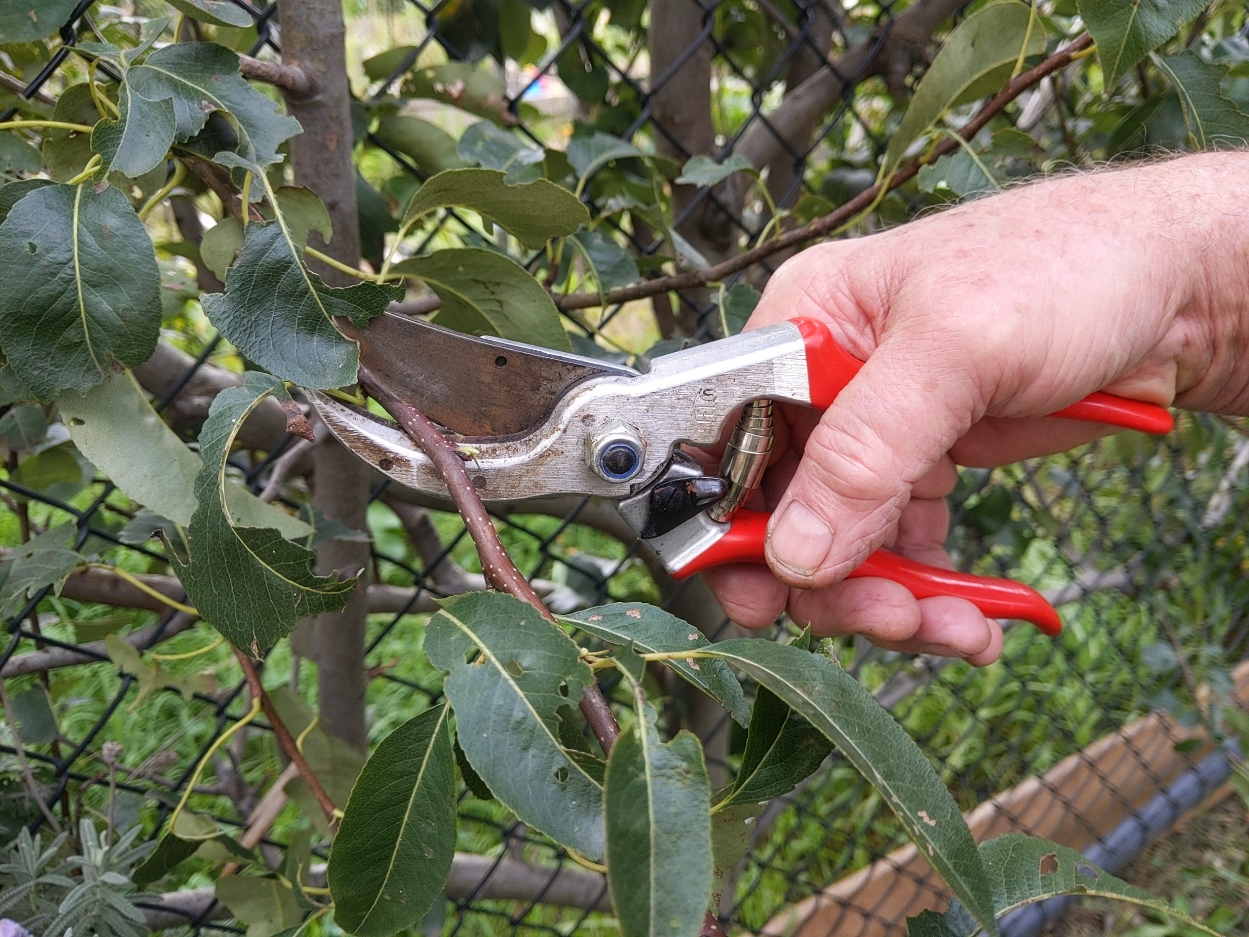 Pruning workshop postponed