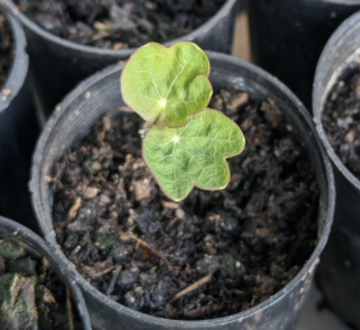 Time to propagate seedlings for Spring!