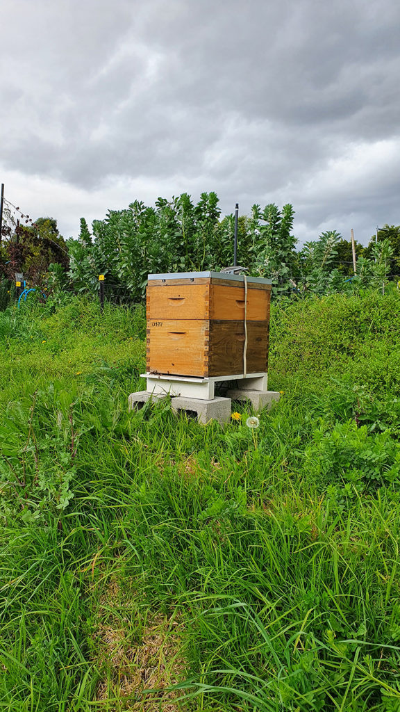 Bee hives at PCG