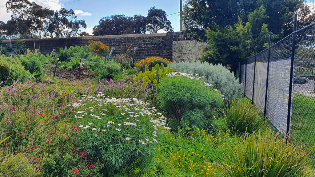 Perennial garden at PCG