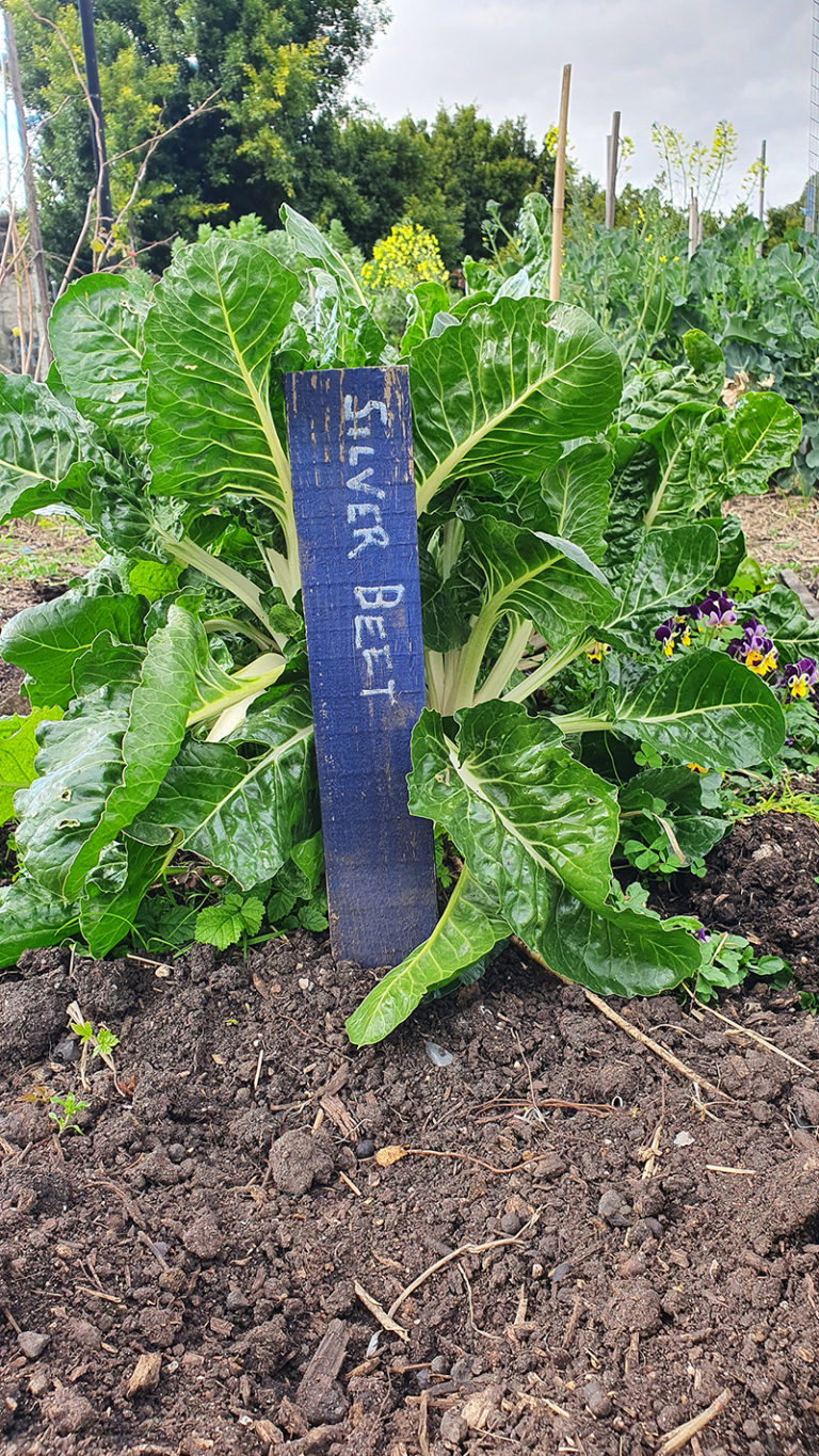 Silver beet growing at PCG