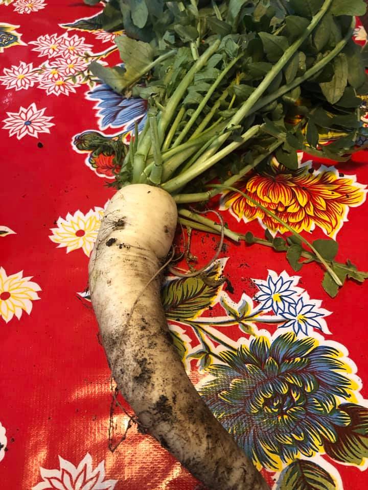 Daikon radish