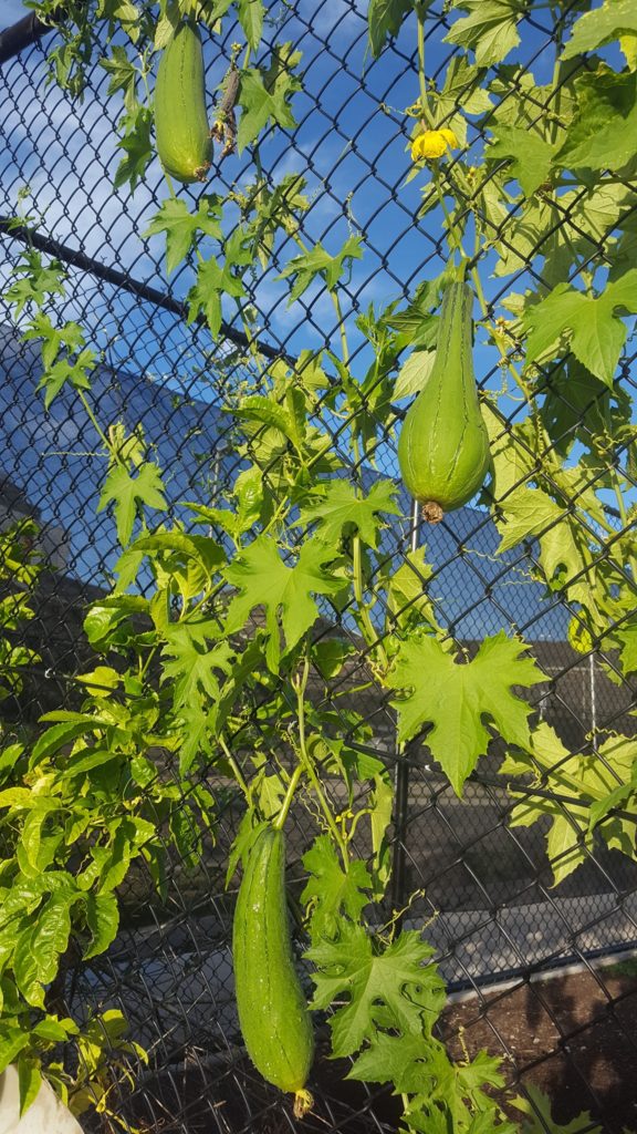 Luffa gourd on the vine