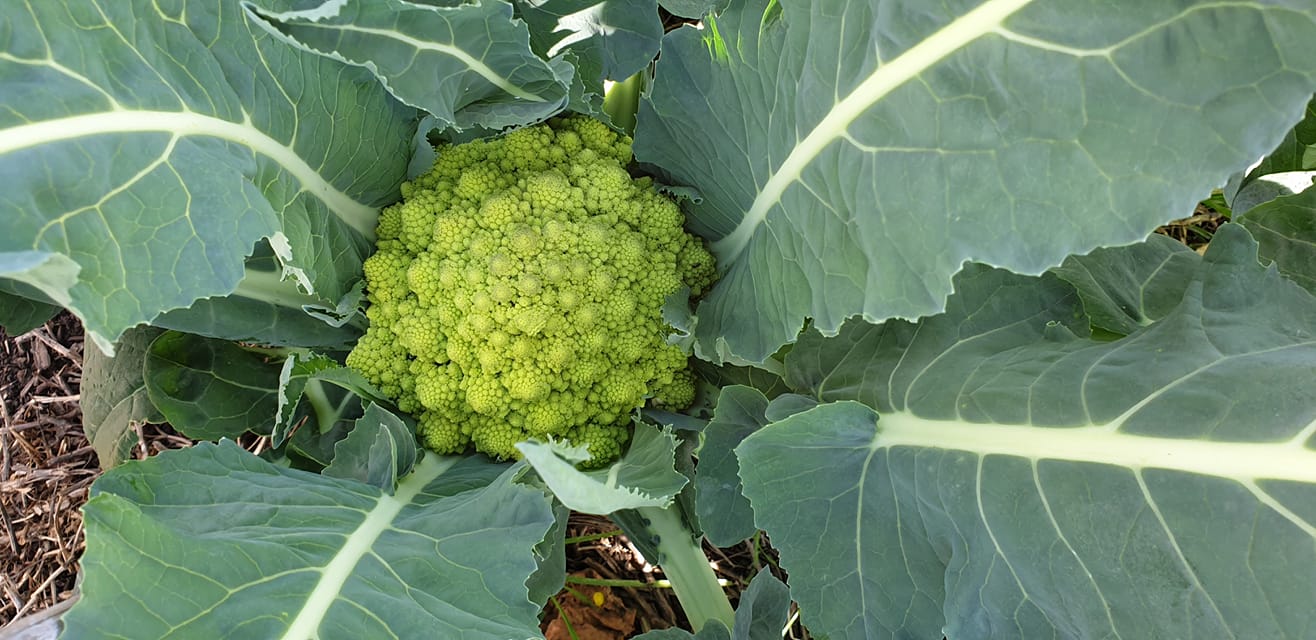 Romanesco