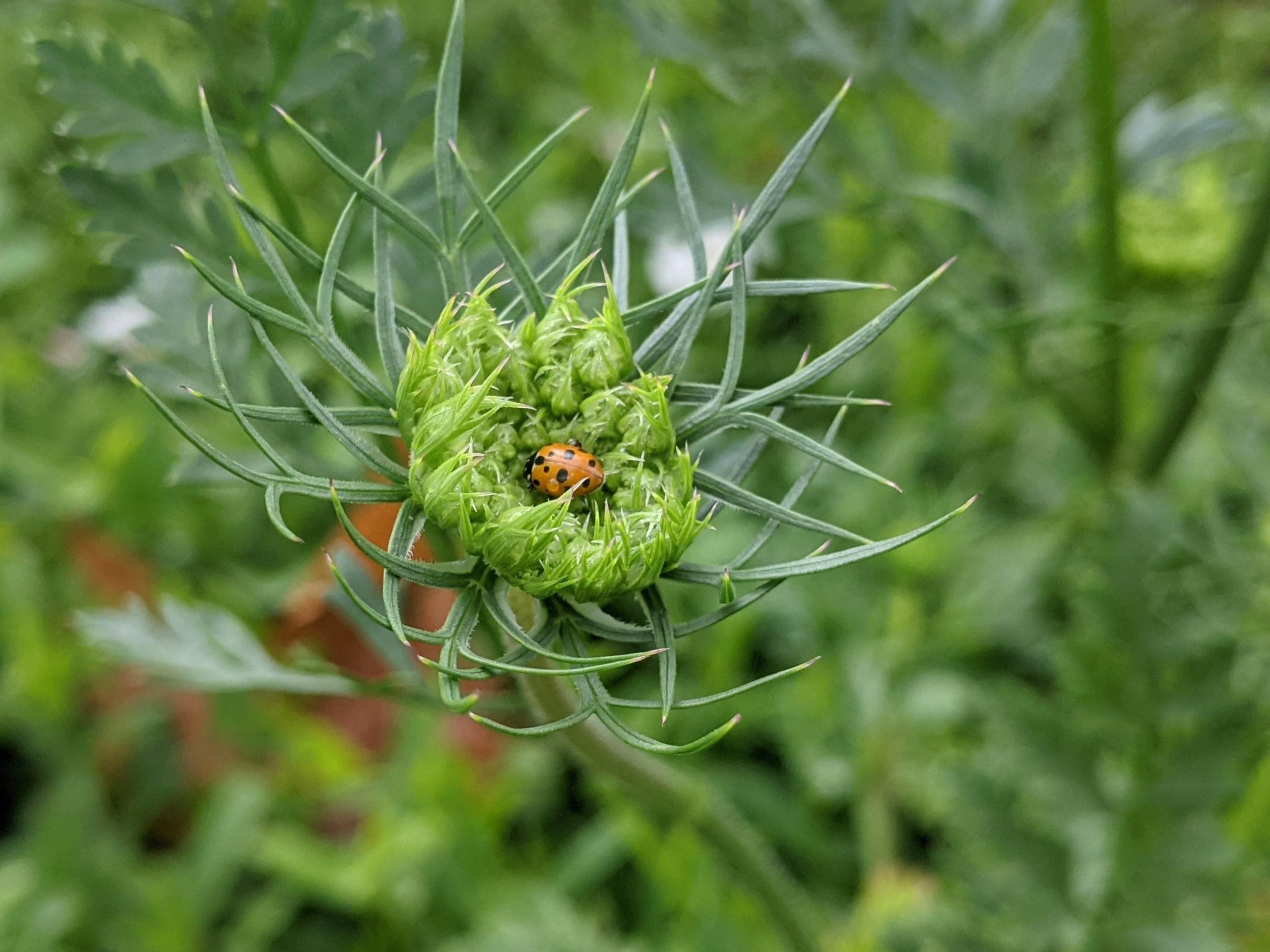 Free online workshop: Preventing and Treating Pesky Pests Organically