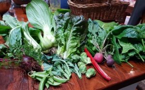 Harvest of vegetables from Pentridge Community Garden