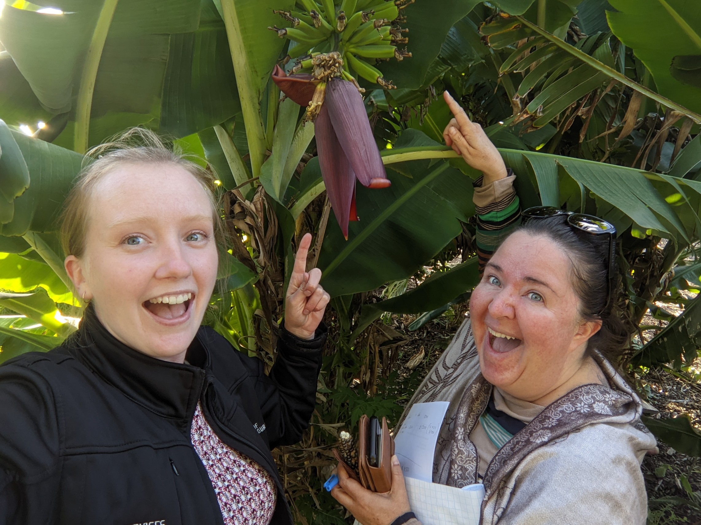 Our first bananas!