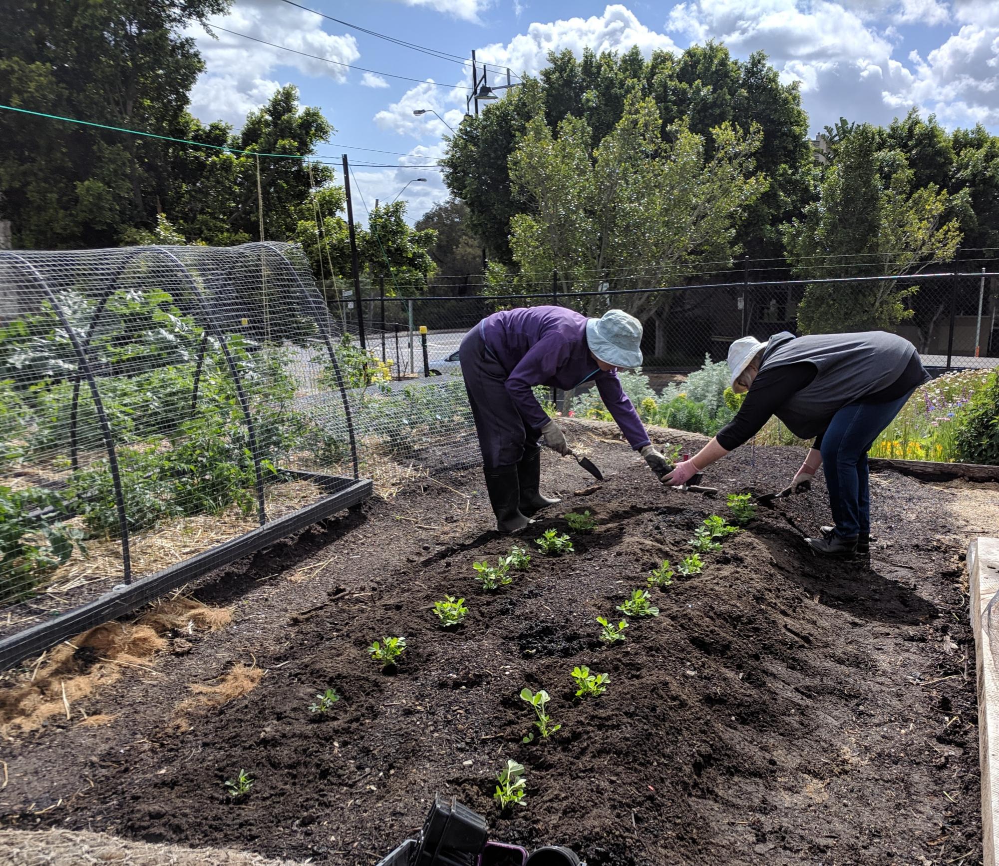 History of Pentridge Community Garden