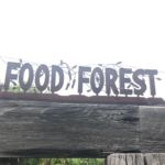 Dunstan Reserve Food Forest